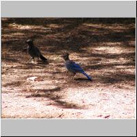 02- Steller Jay.jpg