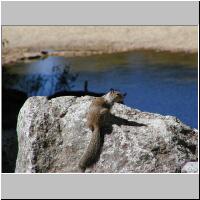 03- Ground Squirrel.jpg
