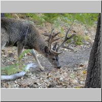 08- Mule Deer.jpg