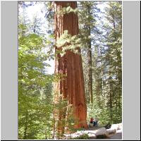 12- Giant Sequoia.jpg