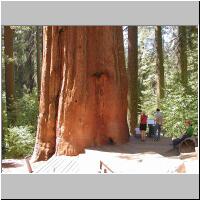 13- Giant Sequoia.jpg