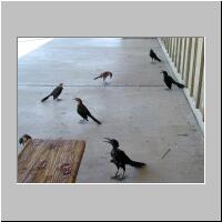 02- Thursty Roadrunners.jpg