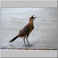 03- Thursty Roadrunner.jpg