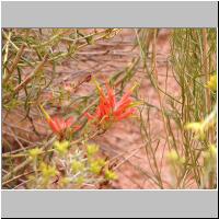 03- Indian Paintbrush.jpg