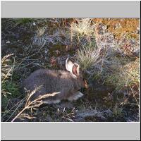 01-Snowshoe Hare.jpg