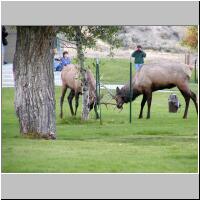 02- Elks fight.jpg