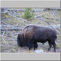 03- Frosted Buffalo.jpg