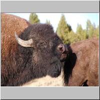 05- Beautiful Buffalo.jpg