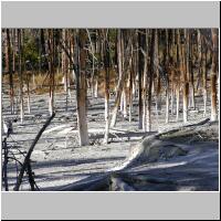 08- Sulphured trees.jpg