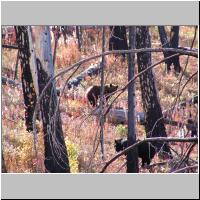 11- First bears.jpg