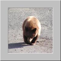13- Cub.jpg
