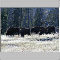 19- Buffalos.jpg
