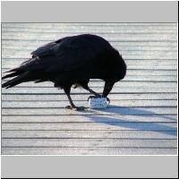 21- Smoking Raven.jpg