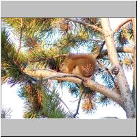 22- Red Squirrel.jpg