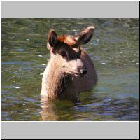 27- Bathing Mule Deer.jpg