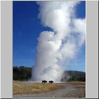 32- Old Faithful Geyser & buffalos.jpg