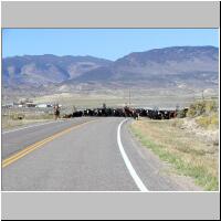 02- Cow-boys.jpg