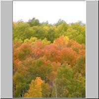 07- Red trees 2.jpg