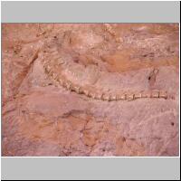 02- Dinosaur bones 2.jpg