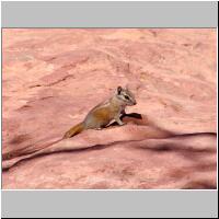 06- Lodgepole Chipmunk.jpg