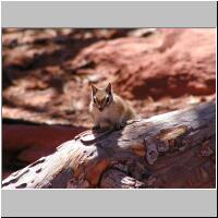 07- Lodgepole Chipmunk 2.jpg